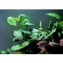 Dennerle Plants Anubias barteri - 1 Stk