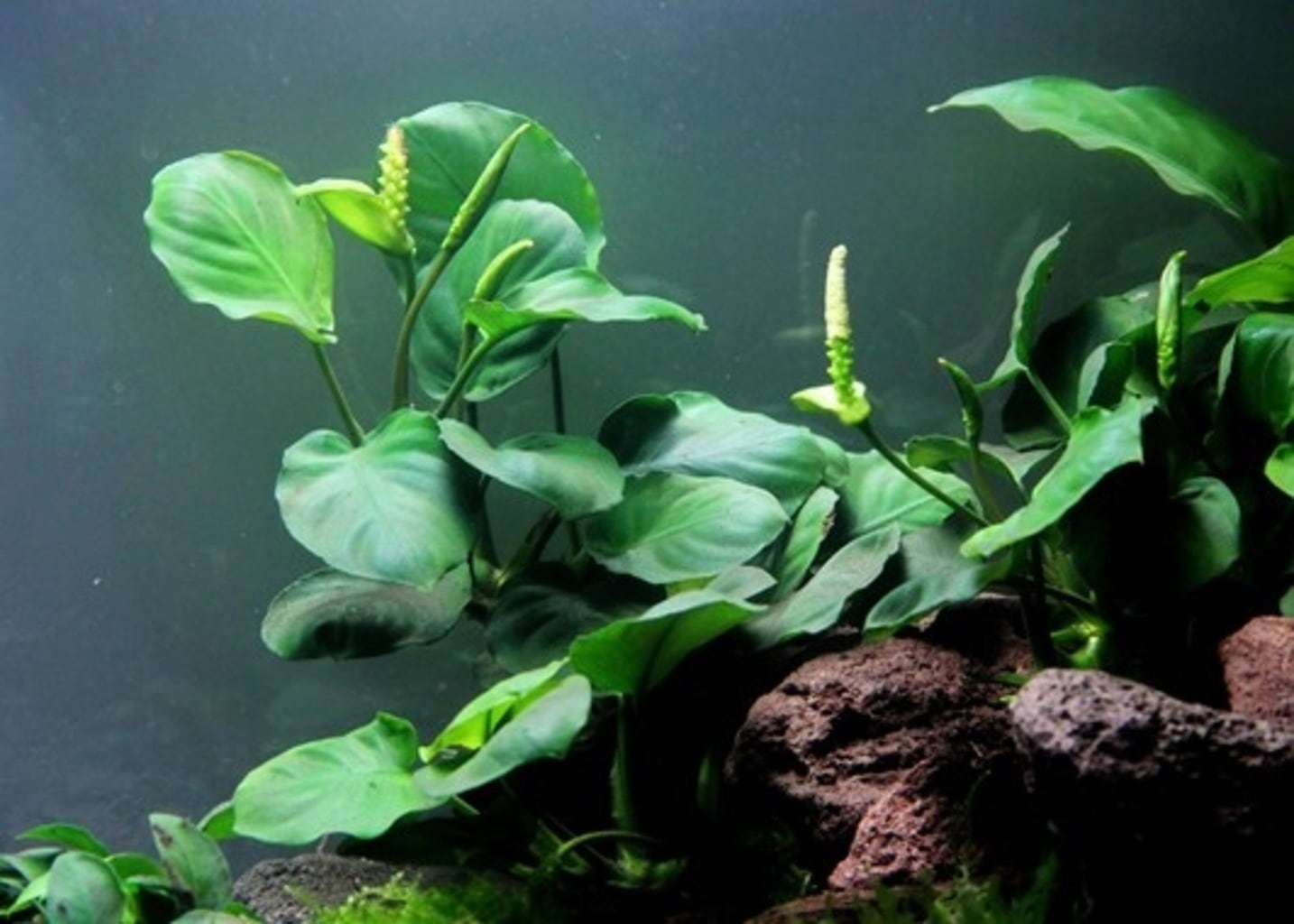 Dennerle Plants Anubias barteri - 1 Stk