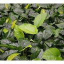 Dennerle Plants Anubias barteri - 1 pz.