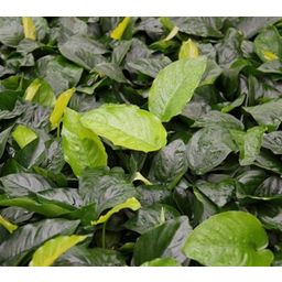 Dennerle Plants Anubias barteri - 1 pz.