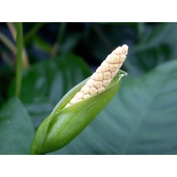 Dennerle Plants Anubias barteri - 1 st.