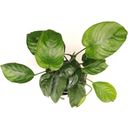 Dennerle Plants Anubias Barteri XXL - 1 stuk