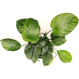 Dennerle Plants Anubias barteri  XXL - 1 pcs