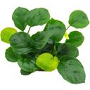 Dennerle Plants Anubias barteri Coin Leaf - 1 Stk