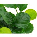 Dennerle Plants Anubias barteri Coin Leaf - 1 Stk