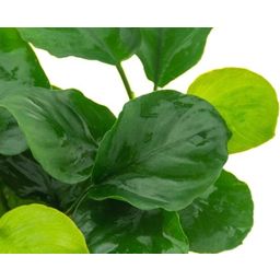 Dennerle Plants Anubias Barteri Coin Leaf - 1 stuk