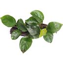 Anubias barteri on Root with Suction Cups - 1 Pc