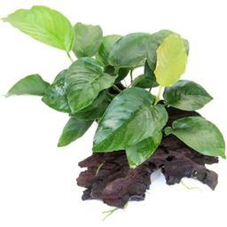 Dennerle Plants Anubias barteri auf Wurzel - 1 Stk