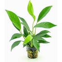 Dennerle Plants Anubias barteri var. glabra - 1 pcs