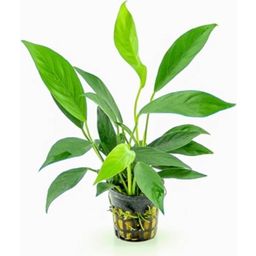 Dennerle Plants Anubias barteri var. glabra - 1 st.