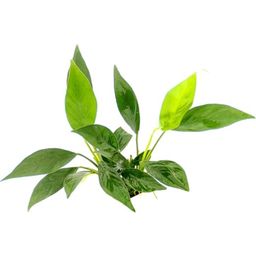 Dennerle Plants Anubias barteri var. glabra - 1 pz.