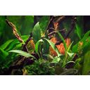 Dennerle Plants Anubias barteri var. glabra - 1 stuk