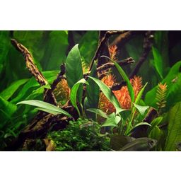 Dennerle Plants Anubias barteri var. glabra - 1 pcs