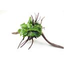 Dennerle Plants Anubias barteri var. nana on Spiderwood - 1 Pc