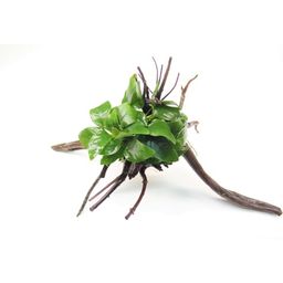 Dennerle Plants Anubias barteri var. nana on Spiderwood - 1 Pc