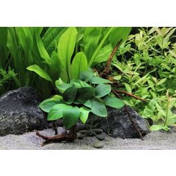 Dennerle Plants Anubias barteri var. nana su Spiderwood - 1 pcs