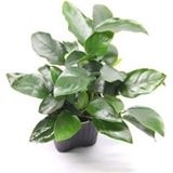 Dennerle Plants Anubias barteri var. nana Bigfoot