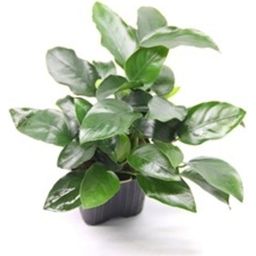 Dennerle Plants Anubias barteri var. nana Bigfoot - 1 pcs