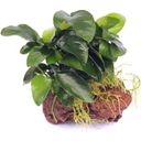 Dennerle Plants Anubias nana auf Stein - 1 Stk