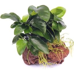 Dennerle Plants Anubias Nana op Steen - 1 stuk