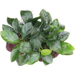 Dennerle Plants Anubias nana auf Stein - 1 Stk