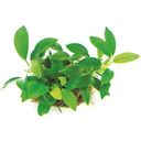 Dennerle Plants Anubias nana Bonsai - 1 pcs