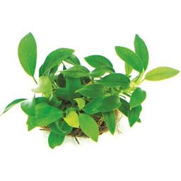 Dennerle Plants Anubias nana Bonsai - 1 Pc