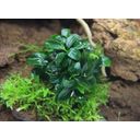 Dennerle Plants Anubias nana Bonsai - 1 ks