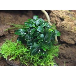 Dennerle Plants Anubias nana Bonsai - 1 st.