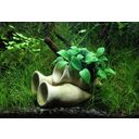 Dennerle Plants Anubias nana Bonsai on Shrimp Amphora - 1 ks