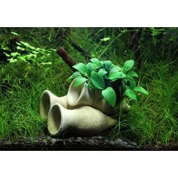 Dennerle Plants Anubias nana Bonsai auf Garnelen-Amphore - 1 Stk