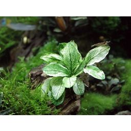 Dennerle Plants Anubias nana Pinto - 1 Stk