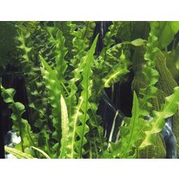 Aponogeton longiplumululosus - Plante Tubéreuse - 1 pcs