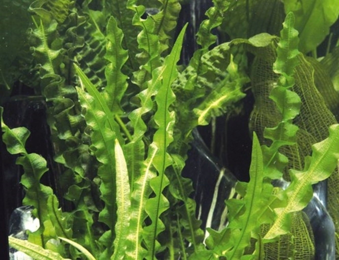 Aponogeton longiplumululosus - Plante Tubéreuse - 1 pcs