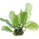 Dennerle Plants Aponogeton madagascariensis - 1 ks