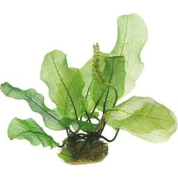 Aponogeton madagascariensis - Tuber Plant - 1 Pc