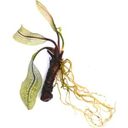 Aponogeton madagascariensis - Pianta Tuberosa - 1 pz.