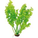 Dennerle Plants Aponogeton ulvaceus - Plante Tubéreuse - 1 pcs