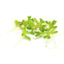 Dennerle Plants Azolla filiculoides - 1 st.