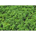 Dennerle Plants Azolla filiculoides - 1 st.