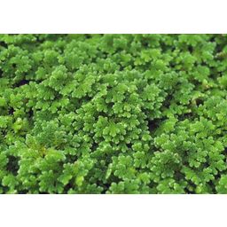 Dennerle Plants Azolla filiculoides - 1 Stk