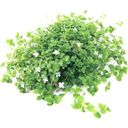 Dennerle Plants Bacopa australis - 1 pz.