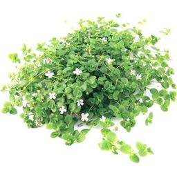 Dennerle Plants Bacopa australis - 1 ks