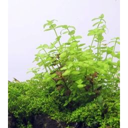 Dennerle Plants Bacopa australis - 1 st.