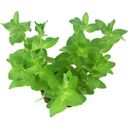 Dennerle Plants Bacopa caroliniana - 1 Pc