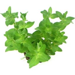 Dennerle Plants Bacopa caroliniana - 1 Pc