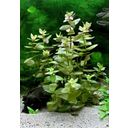 Dennerle Plants Bacopa caroliniana - 1 ks