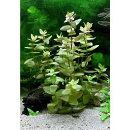 Dennerle Plants Bacopa caroliniana - 1 Pc