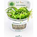 Dennerle Plants Blyxa japonica CUP - 1 stuk