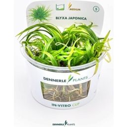 Dennerle Plants Blyxa japonica CUP - 1 db